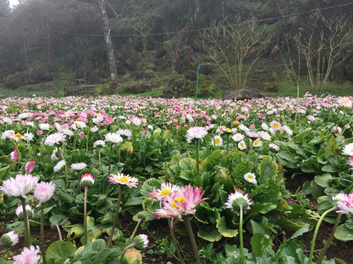Freedom Homestay & Trekking Sapa Dış mekan fotoğraf